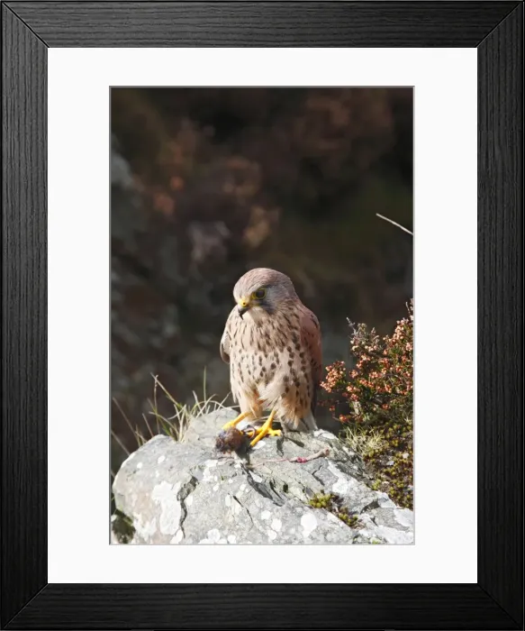 Framed Print : Picture No. 10733117 Framed Print : Picture No. 10733117