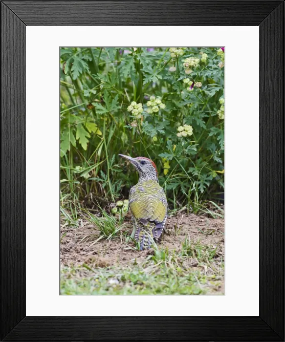 Framed Print : Picture No. 10733251 Framed Print : Picture No. 10733251