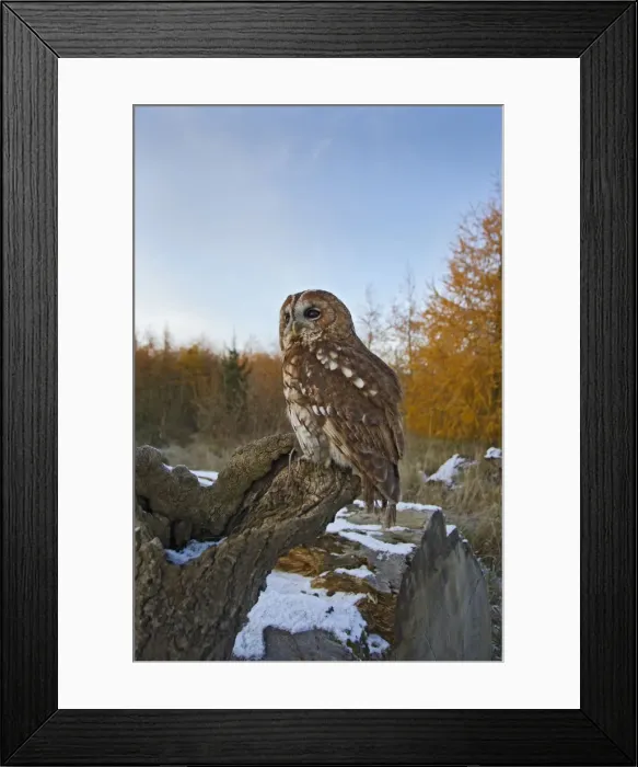 Framed Print : Picture No. 10733342 Framed Print : Picture No. 10733342