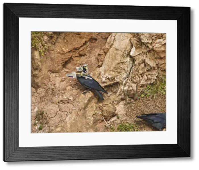 Framed Print : Picture No. 10733234