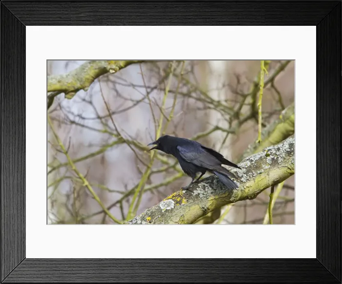 Framed Print : Picture No. 10733368