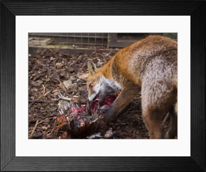 Framed Print : Picture No. 10733402 Framed Print : Picture No. 10733402