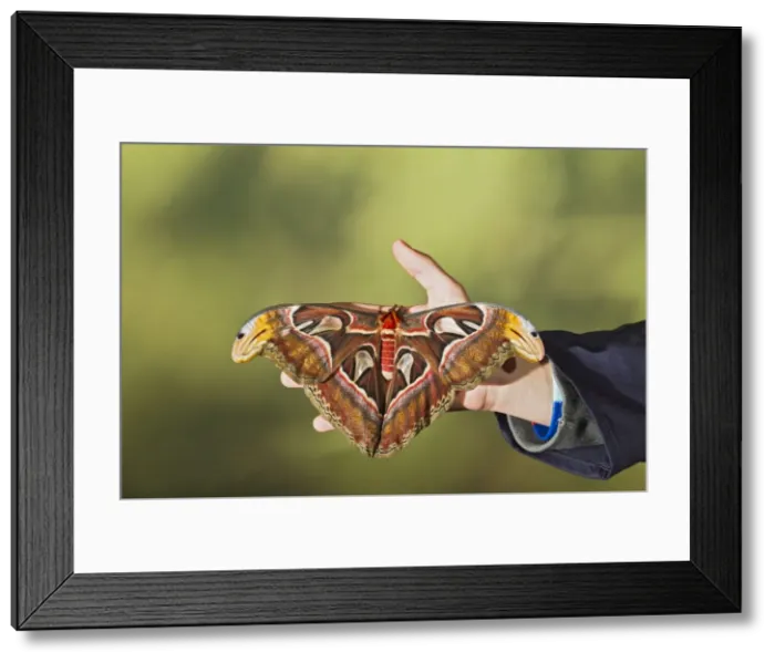 Framed Print : Picture No. 10733589 Framed Print : Picture No. 10733589