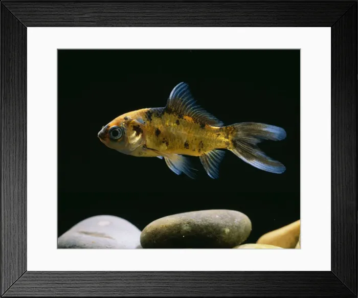 Framed Print : Picture No. 10733801