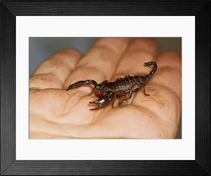 Framed Print : Picture No. 10733723 Framed Print : Picture No. 10733723