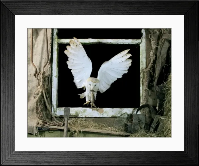 Framed Print : Picture No. 10734039 Framed Print : Picture No. 10734039