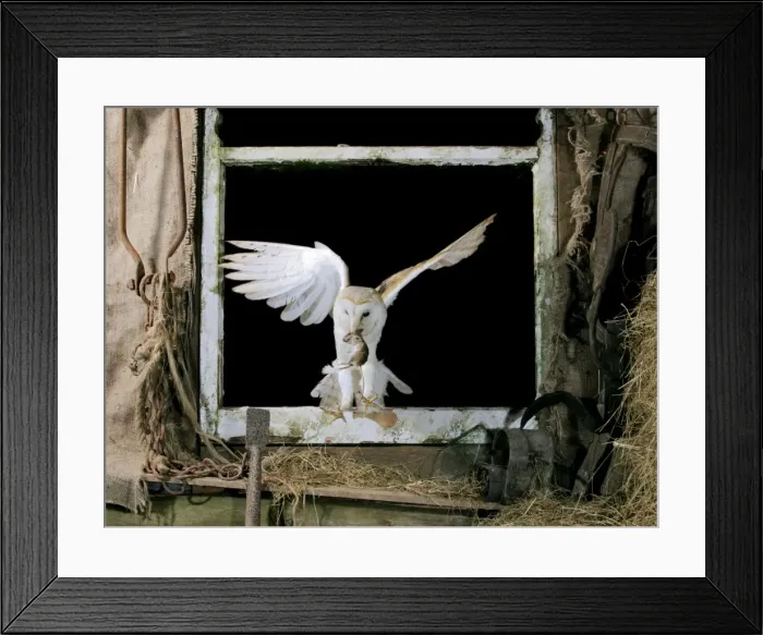 Framed Print : Picture No. 10734040 Framed Print : Picture No. 10734040