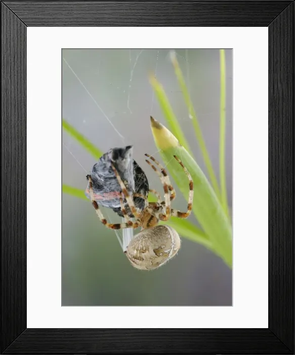 Framed Print : Picture No. 10734101 Framed Print : Picture No. 10734101