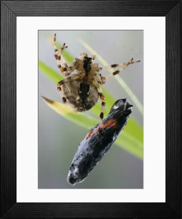 Framed Print : Picture No. 10734102 Framed Print : Picture No. 10734102