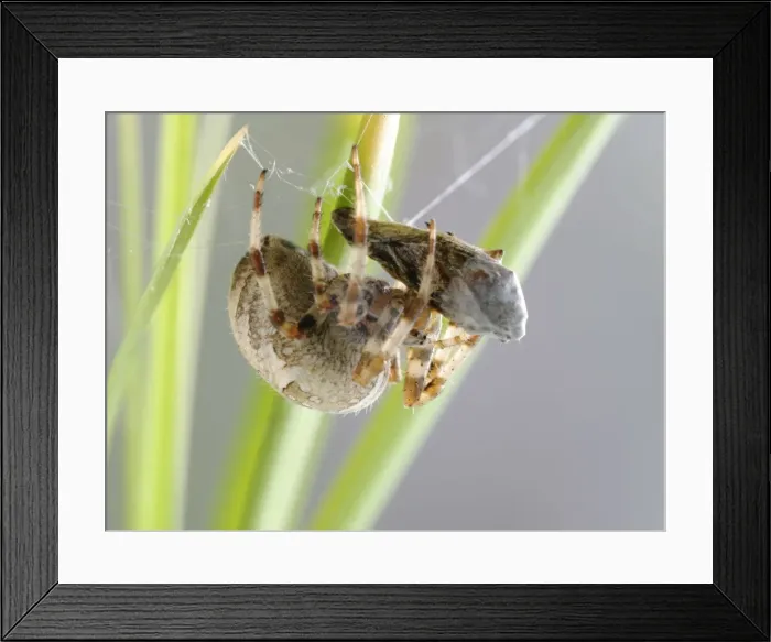 Framed Print : Picture No. 10734103 Framed Print : Picture No. 10734103
