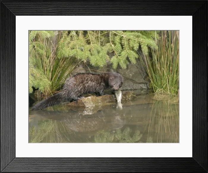 Framed Print : Picture No. 10734139 Framed Print : Picture No. 10734139