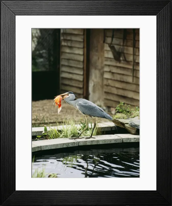 Framed Print : Picture No. 10733832 Framed Print : Picture No. 10733832