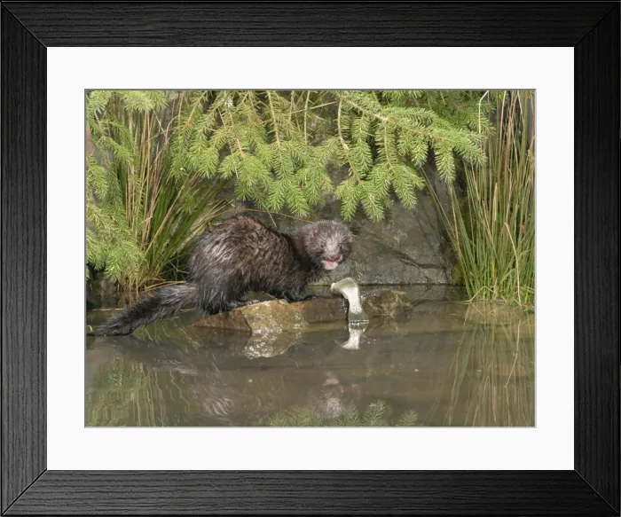 Framed Print : Picture No. 10734140 Framed Print : Picture No. 10734140