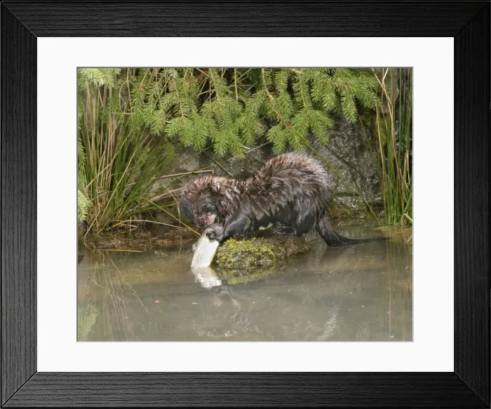 Framed Print : Picture No. 10734144 Framed Print : Picture No. 10734144