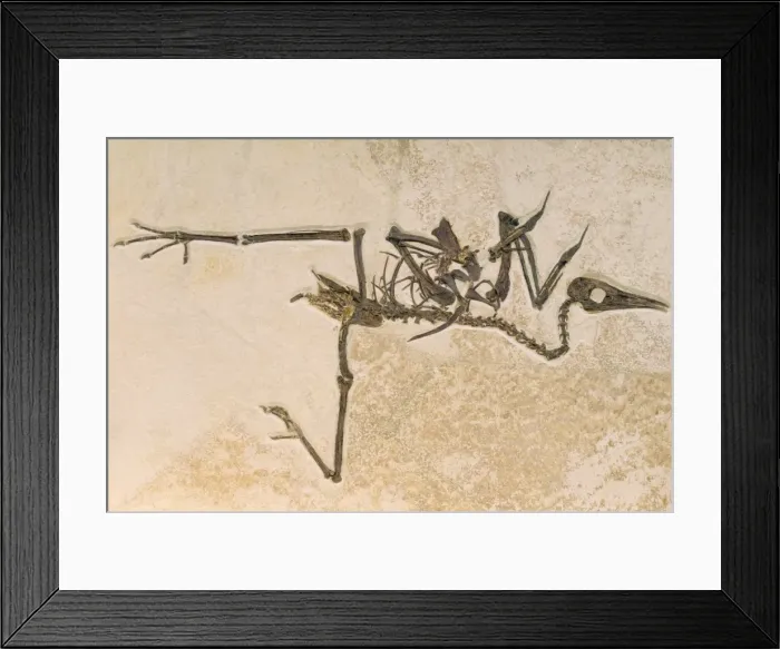 Framed Print : Picture No. 10734271