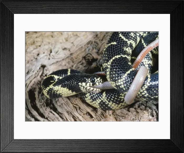 Framed Print : Picture No. 10734371 Framed Print : Picture No. 10734371