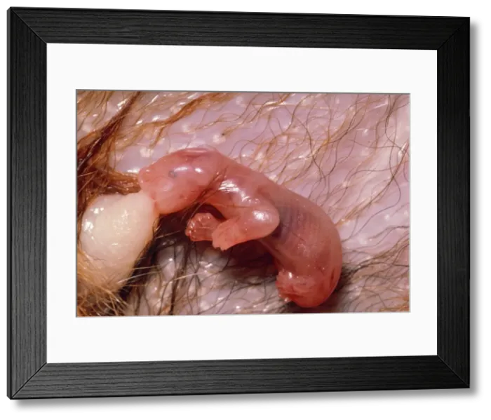 Framed Print : Picture No. 10734417 Framed Print : Picture No. 10734417