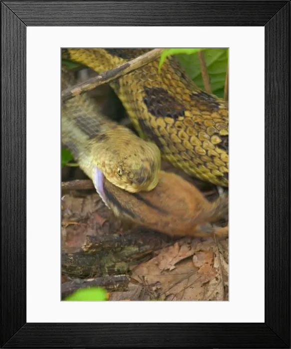 Framed Print : Picture No. 10734496 Framed Print : Picture No. 10734496