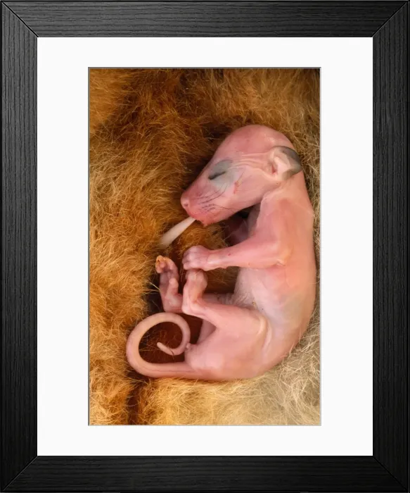 Framed Print : Picture No. 10734488 Framed Print : Picture No. 10734488