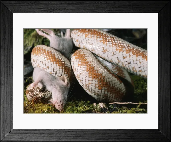 Framed Print : Picture No. 10734372 Framed Print : Picture No. 10734372