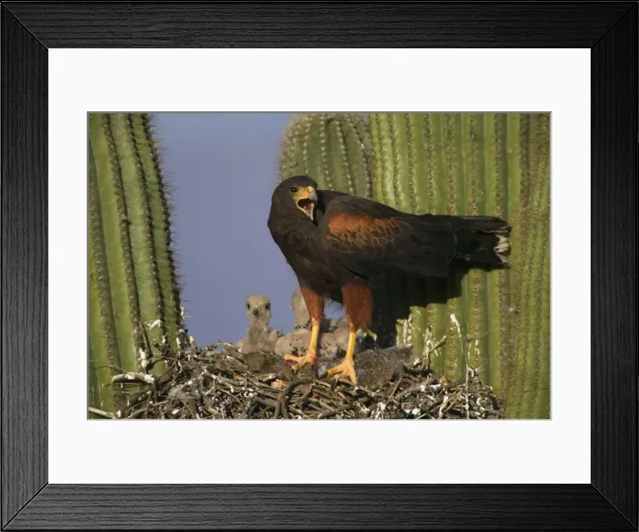 Framed Print : Picture No. 10734546