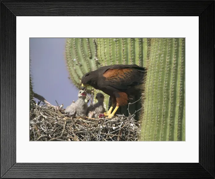 Framed Print : Picture No. 10734547 Framed Print : Picture No. 10734547