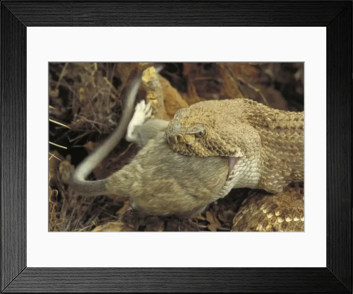 Framed Print : Picture No. 10735110 Framed Print : Picture No. 10735110