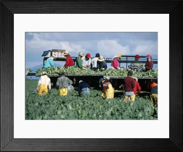 Framed Print : Picture No. 10735143 Framed Print : Picture No. 10735143