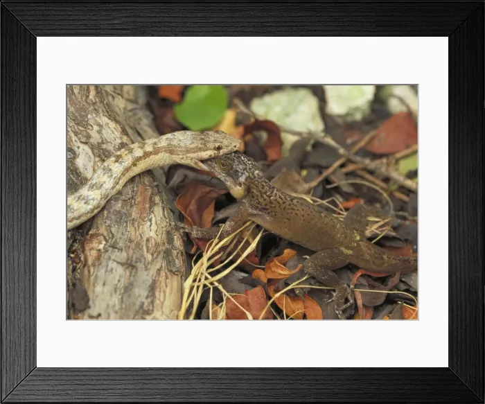 Framed Print : Picture No. 10735112 Framed Print : Picture No. 10735112