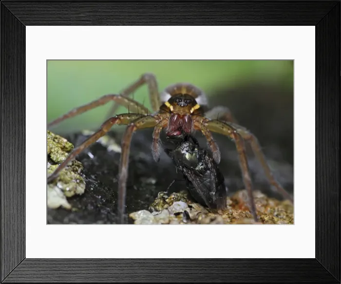 Framed Print : Picture No. 10736110 Framed Print : Picture No. 10736110