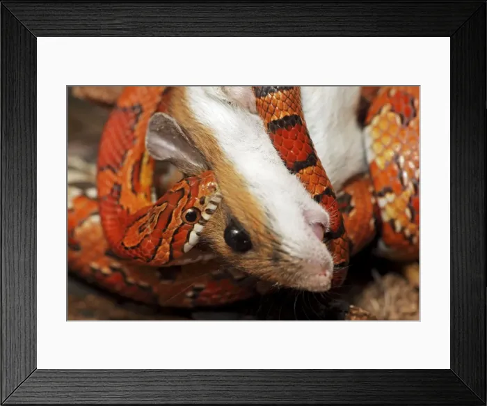 Framed Print : Picture No. 10736151