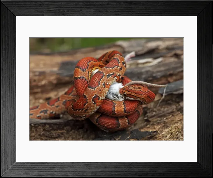 Framed Print : Picture No. 10736194 Framed Print : Picture No. 10736194