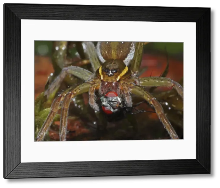Framed Print : Picture No. 10736114 Framed Print : Picture No. 10736114