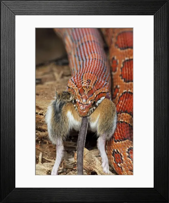 Framed Print : Picture No. 10736097 Framed Print : Picture No. 10736097
