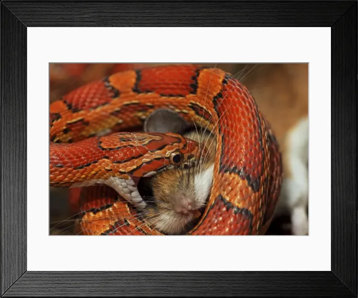 Framed Print : Picture No. 10736152 Framed Print : Picture No. 10736152