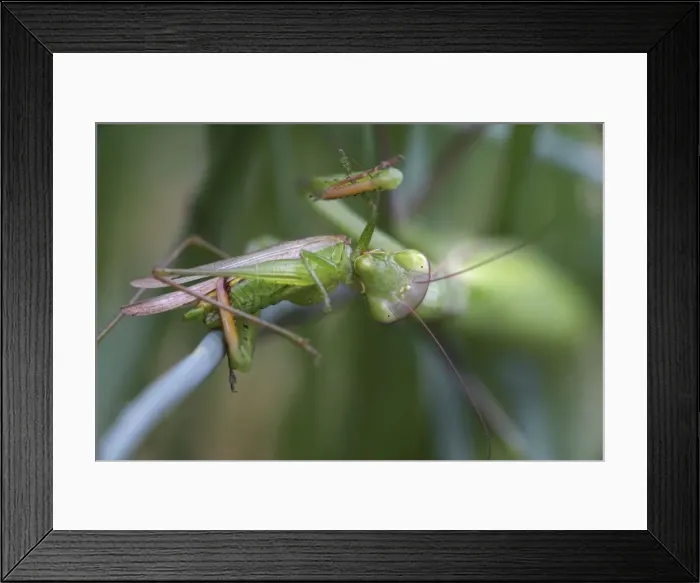 Framed Print : Picture No. 10736355 Framed Print : Picture No. 10736355