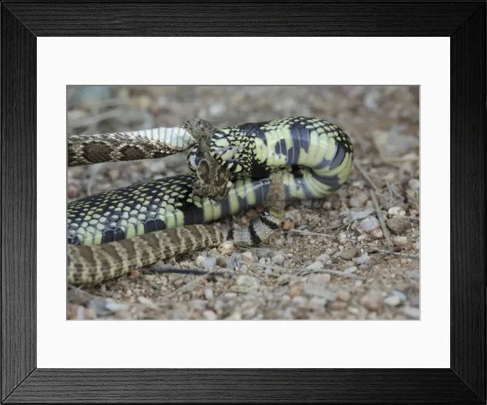 Framed Print : Picture No. 10736361 Framed Print : Picture No. 10736361