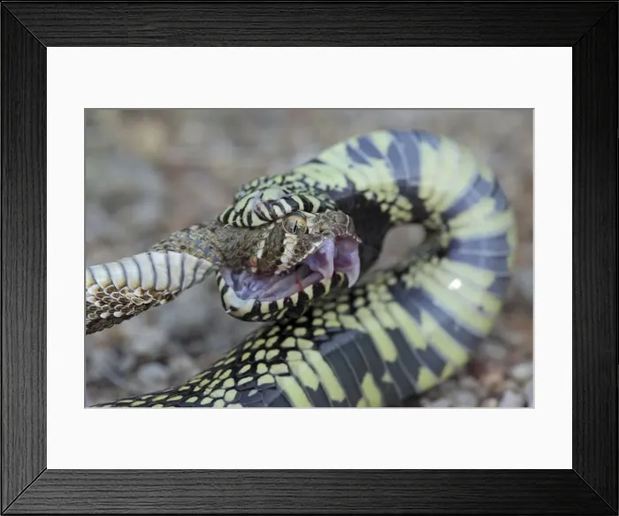 Framed Print : Picture No. 10736370 Framed Print : Picture No. 10736370