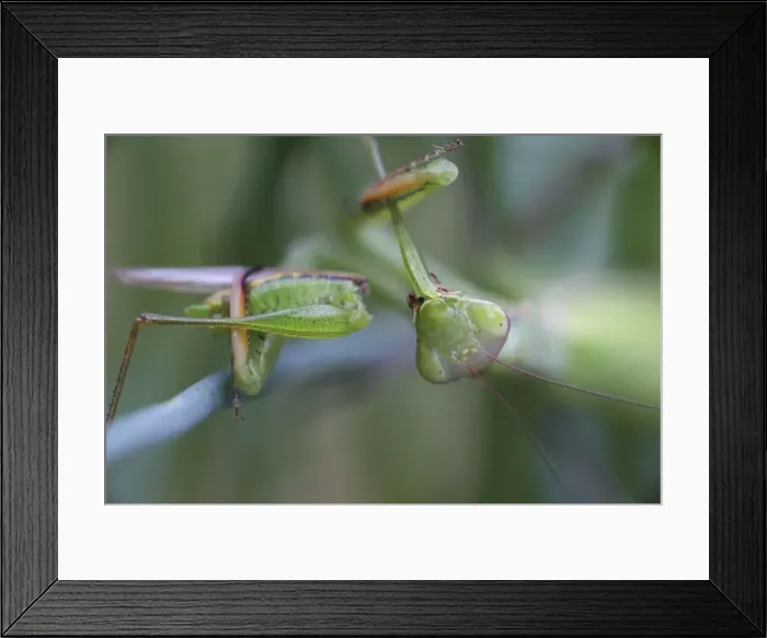 Framed Print : Picture No. 10736356 Framed Print : Picture No. 10736356