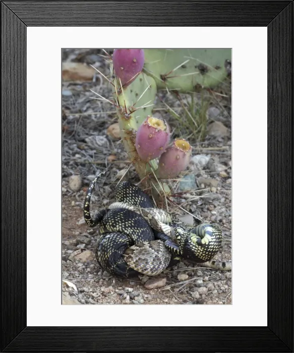 Framed Print : Picture No. 10736362 Framed Print : Picture No. 10736362