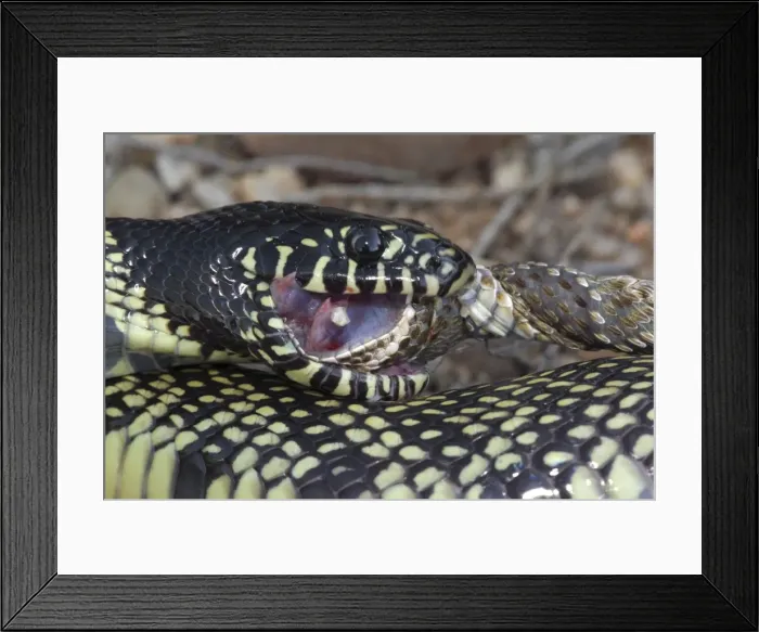 Framed Print : Picture No. 10736371 Framed Print : Picture No. 10736371