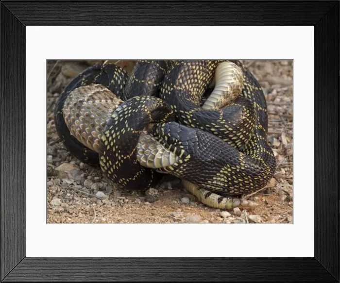 Framed Print : Picture No. 10736363