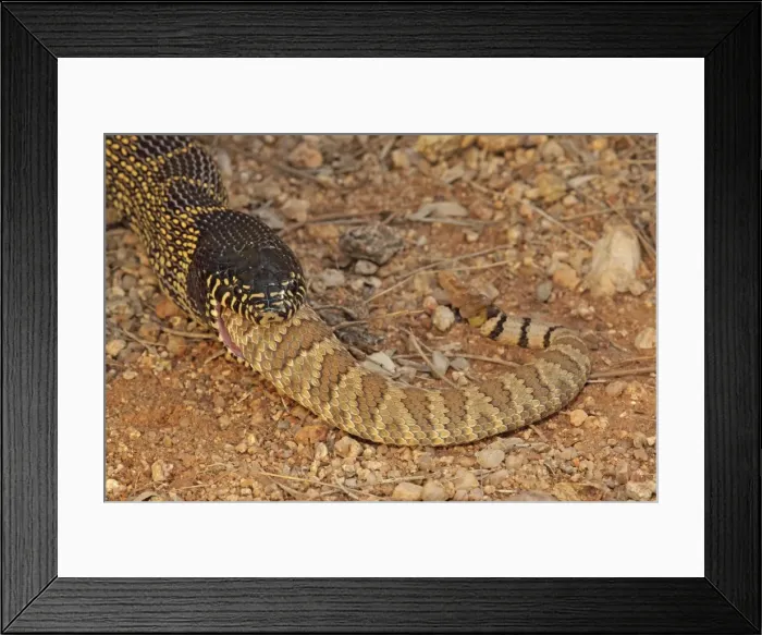 Framed Print : Picture No. 10736374 Framed Print : Picture No. 10736374
