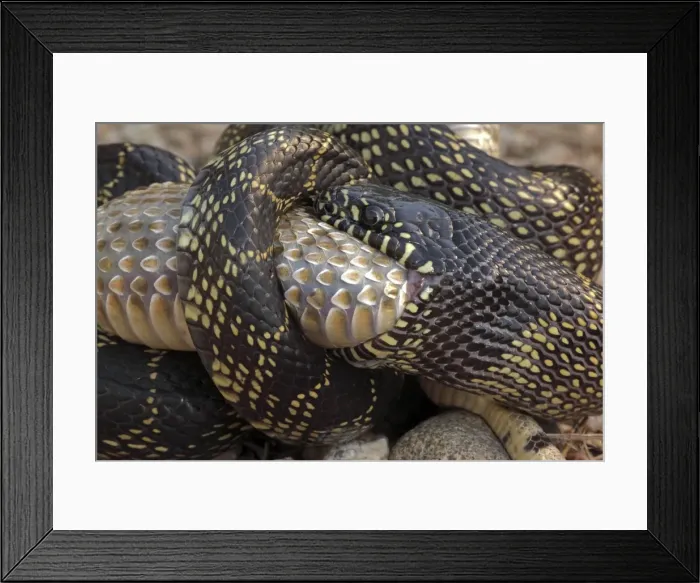 Framed Print : Picture No. 10736373 Framed Print : Picture No. 10736373