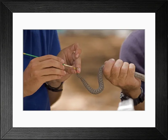 Framed Print : Picture No. 10736395 Framed Print : Picture No. 10736395