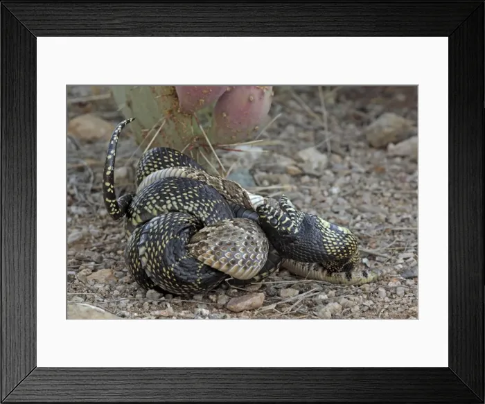 Framed Print : Picture No. 10736372 Framed Print : Picture No. 10736372