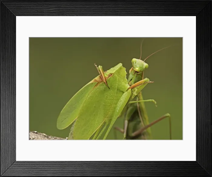 Framed Print : Picture No. 10736443