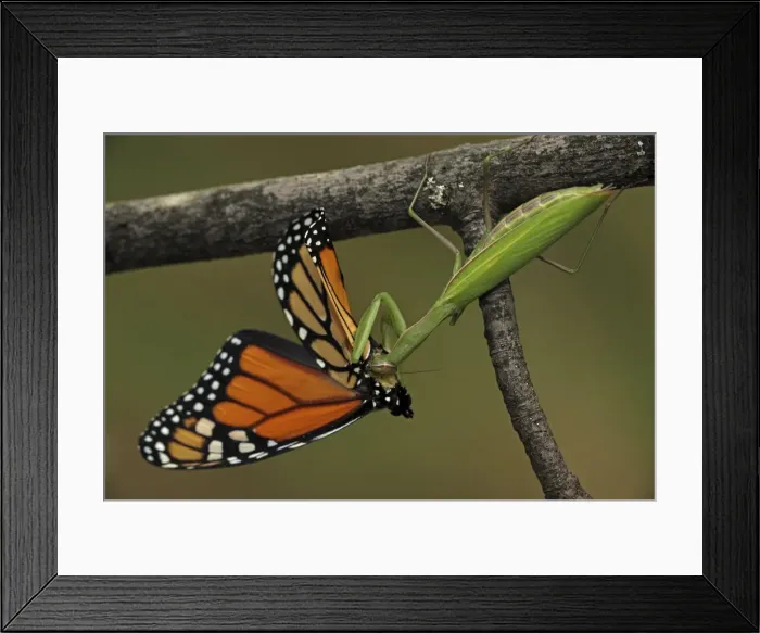 Framed Print : Picture No. 10736446 Framed Print : Picture No. 10736446