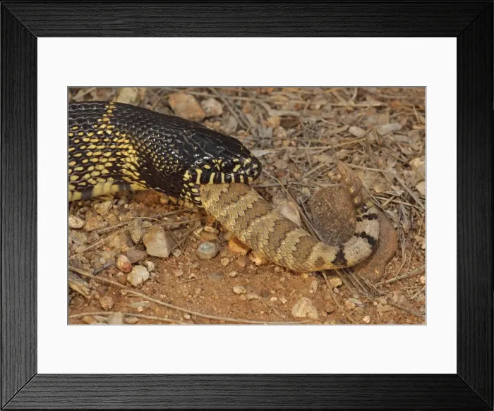 Framed Print : Picture No. 10736375 Framed Print : Picture No. 10736375