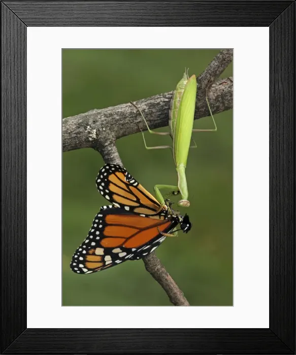 Framed Print : Picture No. 10736444 Framed Print : Picture No. 10736444